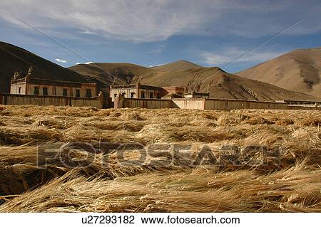 Stock Image - View of bundled hay in rural area.. Fotosearch