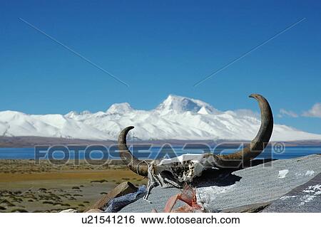 Stock Photograph - View of carrion with horns.. Fotosearch