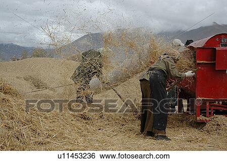 Stock Photograph - View of people handling the threshing machine.. Fotosearch
