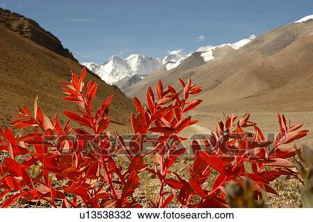 Stock Image - View of plant with red leaves against mountains.. Fotosearch