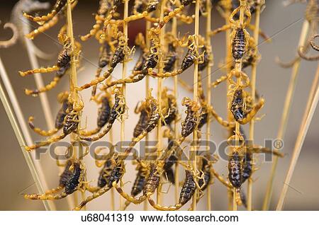 Scorpion string together View Large Photo Image Stock Photo - Scorpion string together. Fotosearch