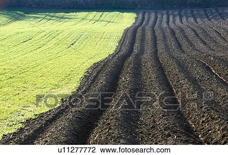 asparagus field, erde, asparagus, agriculture, acre, austria, anbau View Large Photo Image Stock Image - asparagus field, erde, asparagus, agriculture, acre, austria, anbau. Fotosearch