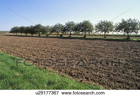 austria, erde, alley, agriculture, acre, calf, anbau View Large Photo Image Stock Photo - austria, erde, alley, agriculture, acre, calf, anbau. Fotosearch