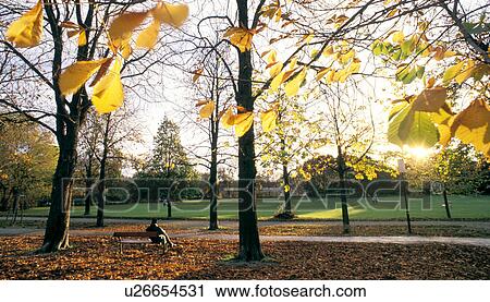 bank, austria, autumn, back light, calf, calm, leaves View Large Photo Image Stock Image - bank, austria, autumn, back light, calf, calm, leaves. Fotosearch
