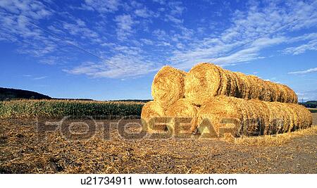 burgauberg, agriculture, austria, blue, burgenland, calf, clouds View Large Photo Image Stock Image - burgauberg, agriculture, austria, blue, burgenland, calf, clouds. Fotosearch
