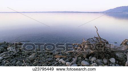 Stock Photo - calf, autumn, bregenz, baumwurzeln, banks, calm, austria. Fotosearch