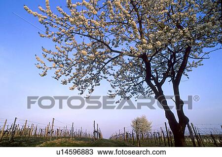 cherry, bloom, calf, branch, blossom, cherry tree, austria View Large Photo Image Stock Image - cherry, bloom, calf, branch, blossom, cherry tree, austria. Fotosearch