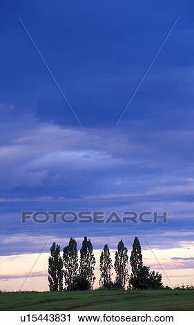 Stock Image - clump of trees, austria, clouds, calf, avenue, hill, alley. Fotosearch