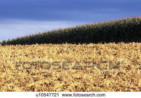 corn, austria, colour contrast, calf, burgenland, corn field, agriculture View Large Photo Image Stock Image - corn, austria, colour contrast, calf, burgenland, corn field, agriculture. Fotosearch