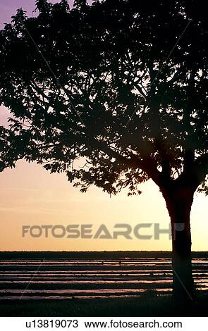 evening light, austria, crown, calf, back light, landscape, acre View Large Photo Image Stock Image - evening light, austria, crown, calf, back light, landscape, acre. Fotosearch