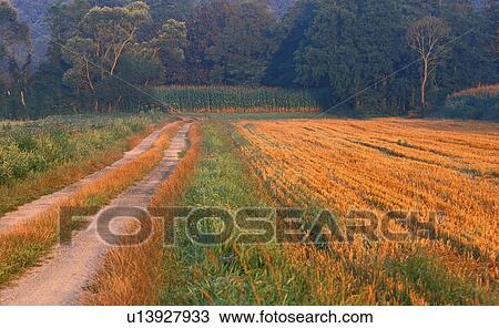 Stock Image - gueterweg, agriculture, austria, away, burgenland, calf, cornfield. Fotosearch