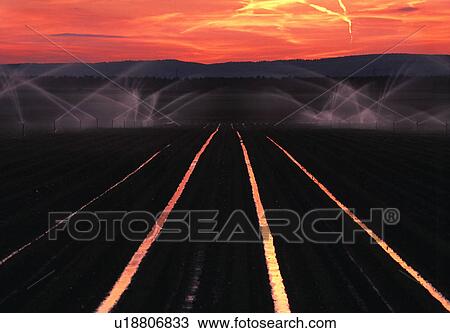 Stock Image - irrigation, anbau, acre, agriculture, asparagus cultivation, asparagus field, austria. Fotosearch