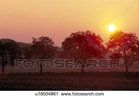 Stock Image - Lower Austria, calf, landscape, fruit plantation, calm, morning sun, austria. Fotosearch