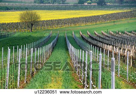 Lower Austria, calf, landscape, grapevine, dandelion, nature, austria View Large Photo Image Stock Image - Lower Austria, calf, landscape, grapevine, dandelion, nature, austria. Fotosearch