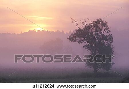 Picture - morning light, burgenland, lafnitztal, fog, calf, morning sun, austria. Fotosearch