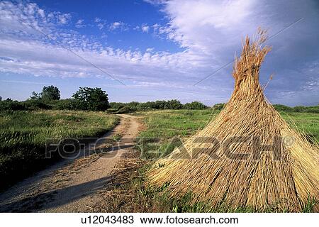 schilfgarben, austria, autumn, brauchtum, burgenland, calf, clouds View Large Photo Image Stock Image - schilfgarben, austria, autumn, brauchtum, burgenland, calf, clouds. Fotosearch