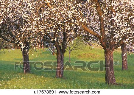 Stock Image - streuobstwiese, apple, austria, bloom, burgenland, calf, evening light. Fotosearch