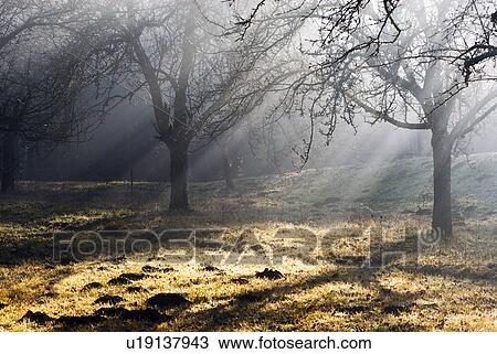 Stock Image - streuobstwiese, apple tree, austria, burgenland, calf, fruit. Fotosearch