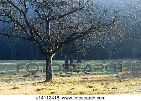 streuobstwiese, apple tree, austria, burgenland, calf, cold View Large Photo Image Stock Photo - streuobstwiese, apple tree, austria, burgenland, calf, cold. Fotosearch