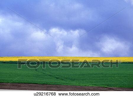 weinviertel, acre, agriculture, austria, calf, canola field, clouds View Large Photo Image Stock Photo - weinviertel, acre, agriculture, austria, calf, canola field, clouds. Fotosearch