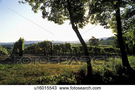 Stock Image - weinviertel, agriculture, austria, back light, calf, enzersfeld, grape vine. Fotosearch