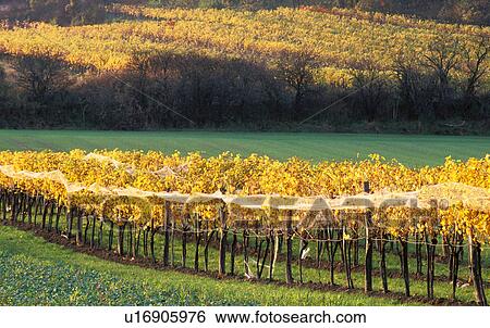 weinviertel, austria, autumn, calf, colored, colorful, enzersfeld View Large Photo Image Stock Photograph - weinviertel, austria, autumn, calf, colored, colorful, enzersfeld. Fotosearch