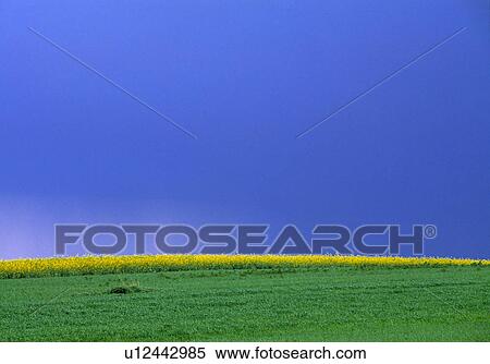 weinviertel, austria, calf, canola field, colour contrast, colza, landscape View Large Photo Image Stock Photography - weinviertel, austria, calf, canola field, colour contrast, colza, landscape. Fotosearch