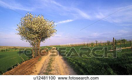 weinviertel, gueterweg, austria, away, bloom, blue, calf View Large Photo Image Stock Image - weinviertel, gueterweg, austria, away, bloom, blue, calf. Fotosearch