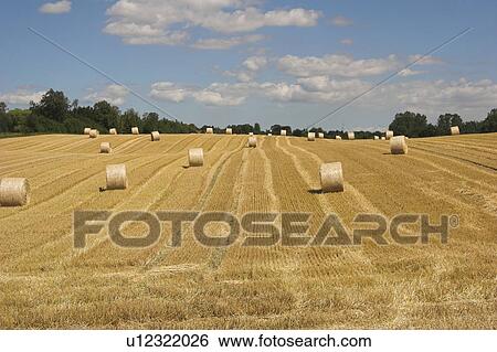 ballen, agriculture, blue, day, field, fodder View Large Photo Image Stock Photograph - ballen, agriculture, blue, day, field, fodder. Fotosearch
