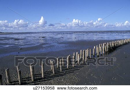 Stock Photo - beach, Bernhard, cloud, cloudy, cow, day. Fotosearch