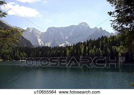 Picture - camphora, firs, forest, friaul, Italy, kampfer. Fotosearch