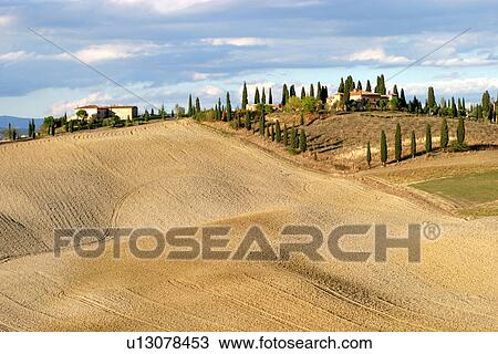 Stock Image - cypress, bergland, cupressus, country, burkhard, acre. Fotosearch