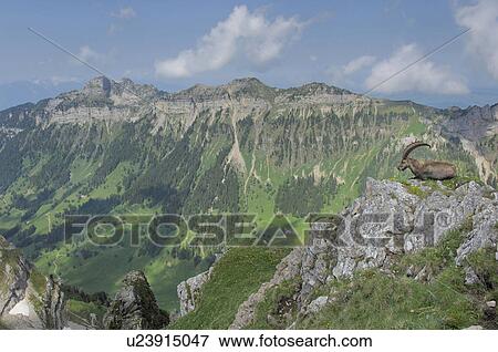 bernese, animal, berne, attentive, arduous, buck, alpensteinbock View Large Photo Image Stock Photo - bernese, animal, berne, attentive, arduous, buck, alpensteinbock. Fotosearch