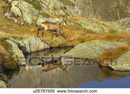Stock Photo - canton, animal, bernese, berne, antlers, cornet, alpentier. Fotosearch