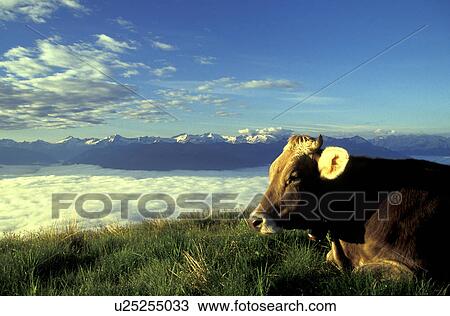 cloudy, Alps, cloud, cattle, blue, aichner View Large Photo Image Stock Image - cloudy, Alps, cloud, cattle, blue, aichner. Fotosearch