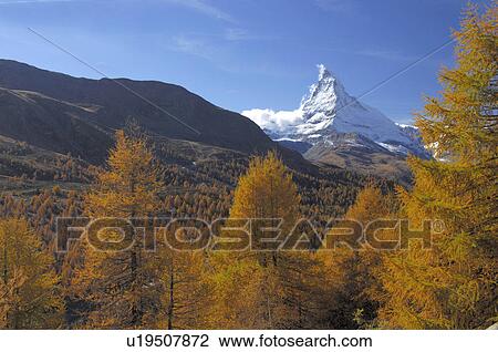 elevations, autumn, descent, conifers, canton, Europe, abhaenge View Large Photo Image Stock Image - elevations, autumn, descent, conifers, canton, Europe, abhaenge. Fotosearch