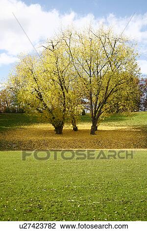 green, autumn-like, colorful, colored, clouds, autumn View Large Photo Image Stock Image - green, autumn-like, colorful, colored, clouds, autumn. Fotosearch