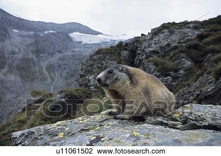 Alps, alpenmurmeltier, alpine, alpentier, alpenmurmeltiere, alpenbewohner View Large Photo Image Stock Image - Alps, alpenmurmeltier, alpine, alpentier, alpenmurmeltiere, alpenbewohner. Fotosearch