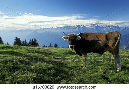Stock Image - Alps, animals, alps, aichner. Fotosearch