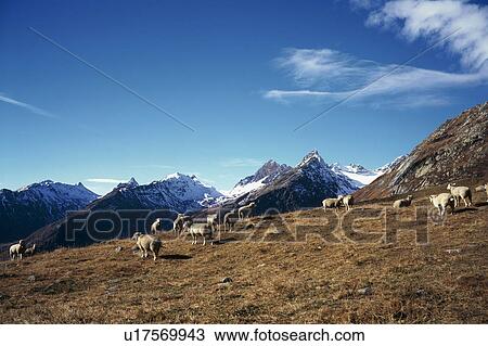 Stock Image - Bernhard, agroindustry, ammon, Alps, alps, agriculture. Fotosearch