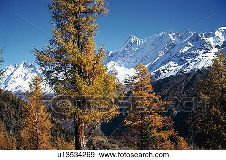 Stock Photo - brown, Alps, blue, Bernhard, autumn, alps. Fotosearch