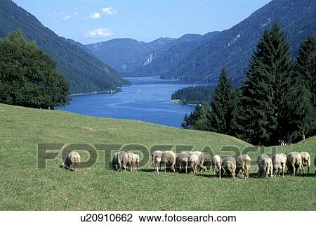 Stock Image - Carinthia, ammon, Bernhard, austria, Austria, Alps. Fotosearch