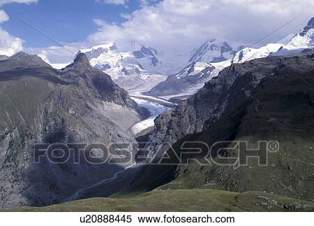 Stock Photography - cow, Alps, canton, CAN clay/tone, Bernhard, alps. Fotosearch