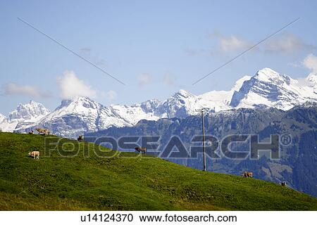 Stock Image - glaubenberg, Alps, blue, clouds, cows, gluupoog, haas. Fotosearch