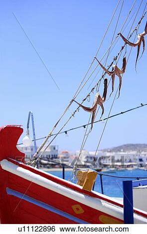 Octopus hanging to dry on boat View Large Photo Image Stock Photograph - Octopus hanging to dry on boat. Fotosearch