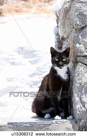 Stock Image - Black and white cat. Fotosearch
