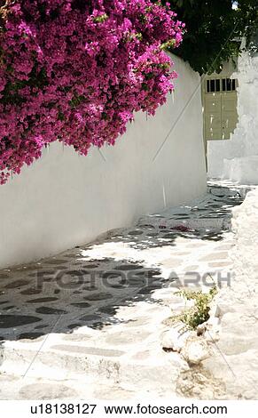 Stock Photo - Bougainvilla in alleyway. Fotosearch