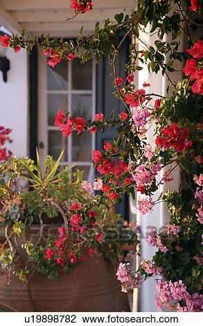 Stock Image - Bougainvilla outside home. Fotosearch