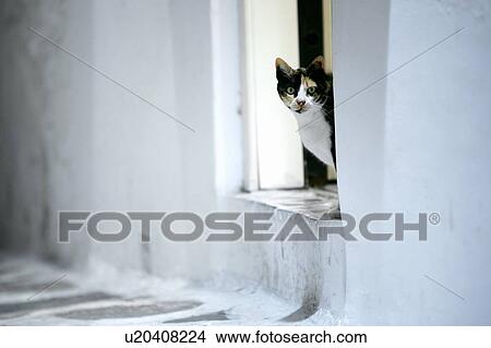 Cat peeking out of doorway View Large Photo Image Picture - Cat peeking out of doorway. Fotosearch
