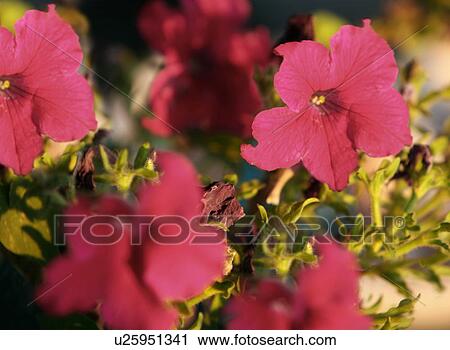 Closeup of flowers View Large Photo Image Stock Image - Closeup of flowers. Fotosearch